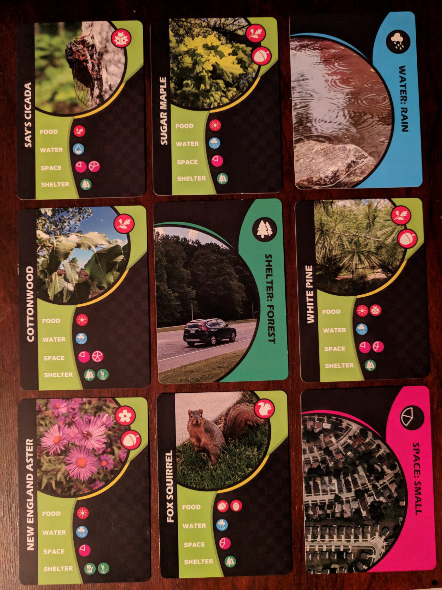 What In The Wild Game Review — Meeple Mountain