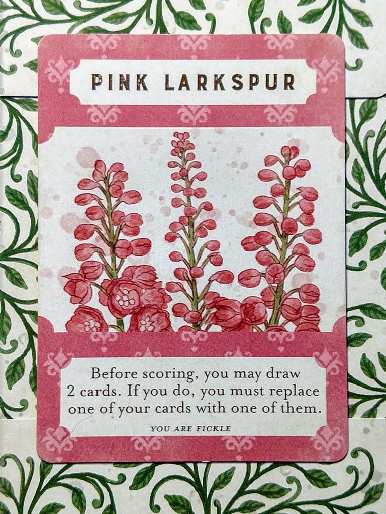 Pink Larkspur