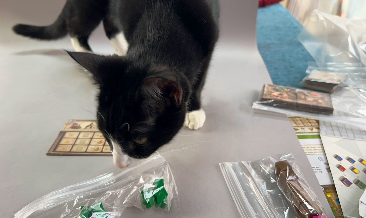 My photography assistant, Gizmo, wondering when we're going to play.