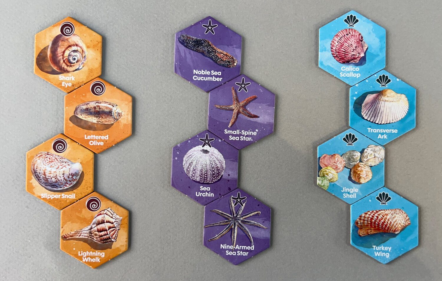 There are hexagonal tiles for larger shells